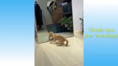 watch up a funniest cat, prepared to laugh