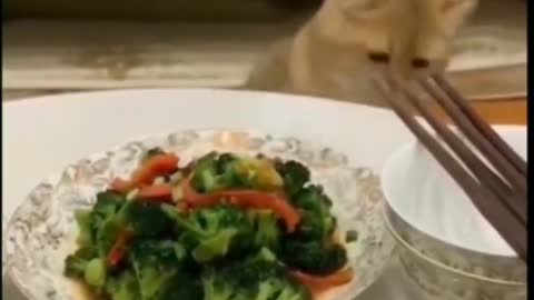 Best funny cat videos, qeut cat funniest cat video