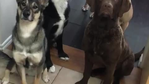 Patient Dogs Sit Still For Delicious Smoothie