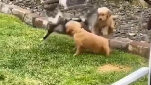 Cats and Dogs Behaving Like Tom and Jerry