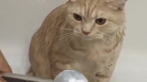 Cat having a shower loves water