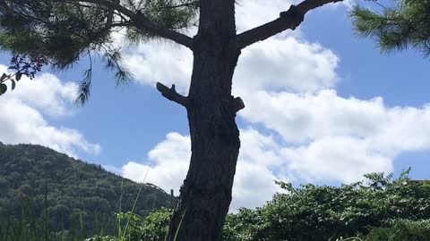 On a hot summer day in the countryside, a cool breeze blows under the shade of a tree.