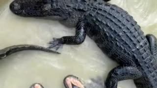 Lazy alligators