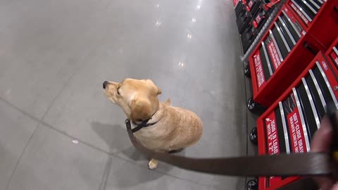 Ellie at Lowes