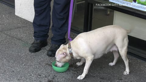 Pit bull dog rescued from hot car