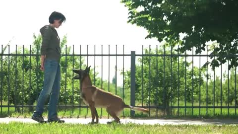 Basic Dog Training TOP 10 Essential Commands Every Dog Should Know