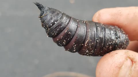 Cicada in a shell