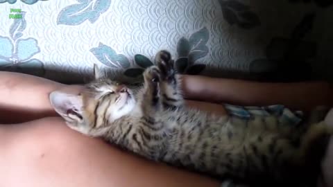 Funny Cats Sleeping and Napping in Weird Positions