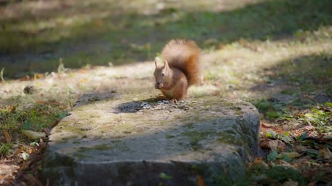 Squirrel eating sunflower seeds