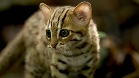 Rusty spotted cat