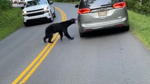 Bear Doesn't Like Cars