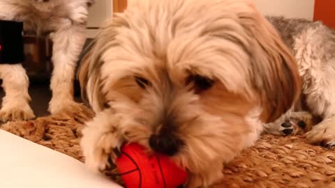 A Dog is Biting and Playing a Ball