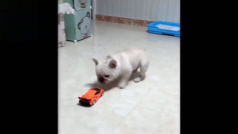 Cute puppy plays with remote control car