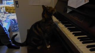 Laverne Our Musical Kitty