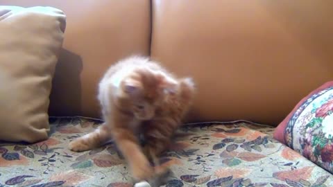 A little cat playing with his toy mouse