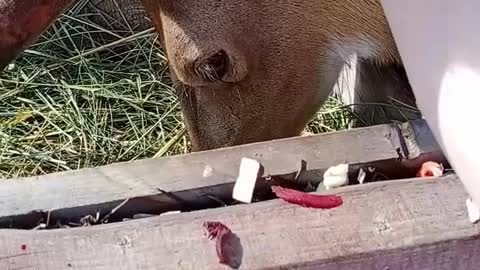 Walking with animals