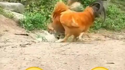 Funny Animal Videos - Funny Cats / Dogs!!!