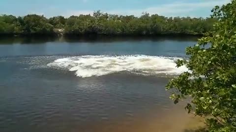 big crocodile catches fish