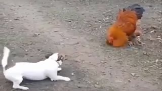 Play rooster with dog
