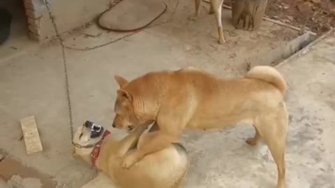 Three dogs fighting for territory