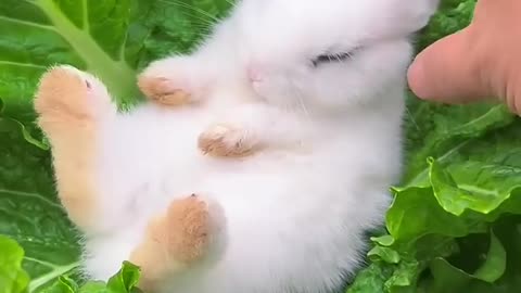 A cute little rabbit that can_t be woken up. Cute little rabbit in the countryside