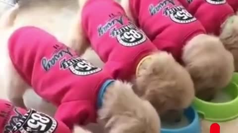 Amazing Baby Dogs Cute And Funny Video Compilation #dogs.