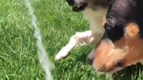 Doggy play with water 💦😂