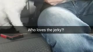 Who loves the jerky white dog in car