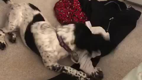 Dog eats human clothes