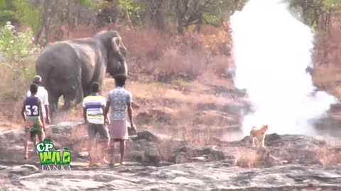 Elephant Human Conflict.
