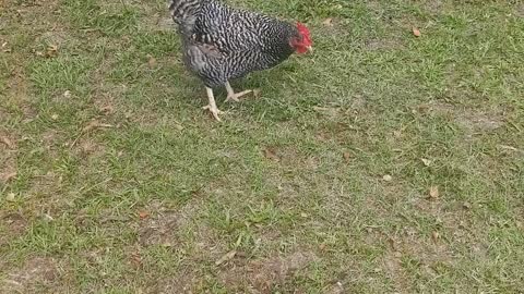 Pastured chickens