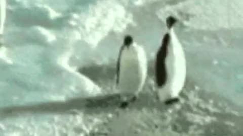 Penguin Slap