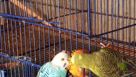 Budgies love to eat soft food 🌽