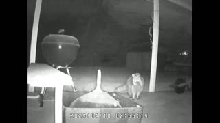 raccoon activity in the wee hrs!