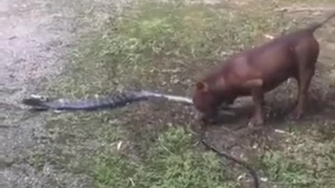 Brave dog fight off huge king Cobra
