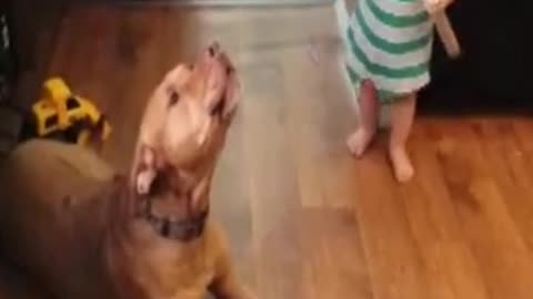 Pit Bull Lets Out An Impressively Long Howl!!