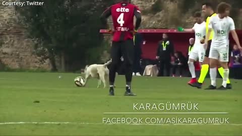 Canine interruption: How a dog brought a football match to a halt