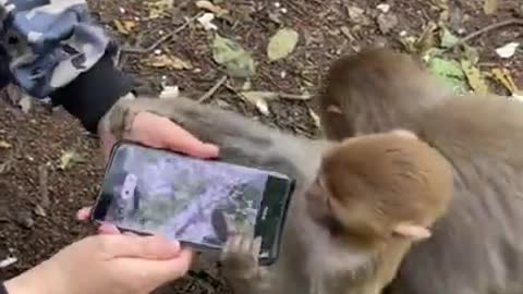 Baby monkey watching phone for the first time