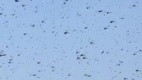 Swarm of dragonflies invade Misquamicut Beach in Rhode Island, USA