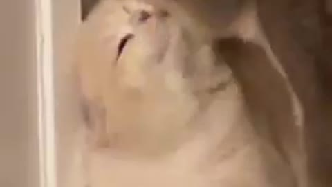 2 Cute Cats reactions