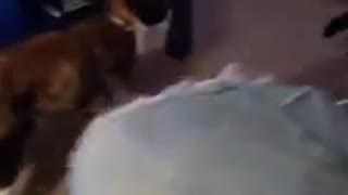 Cat catches unsuspecting kitten off guard