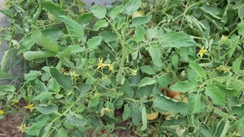 Shimofuri Tomato Plant - Very Productive