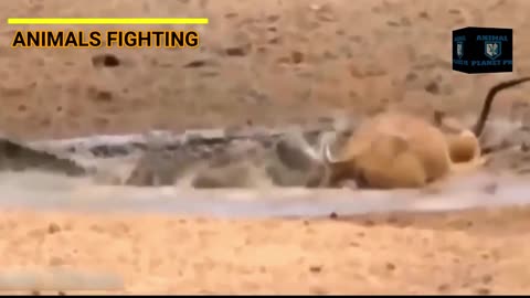 FIGHTER ANIMAL VIDEO GREATEST ANIMAL FIGHT MOST FIGHTER ANIMALS IN THE WORLD ANIMAL PLANET PK