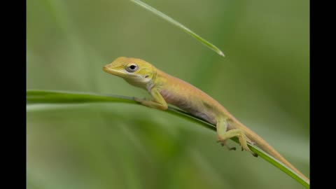 Baby Green Anole - The Little Lizard