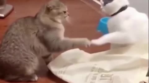 Funny Cats 2