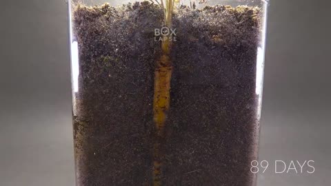 CARROT Growing from Seed Time Lapse - 100 Days