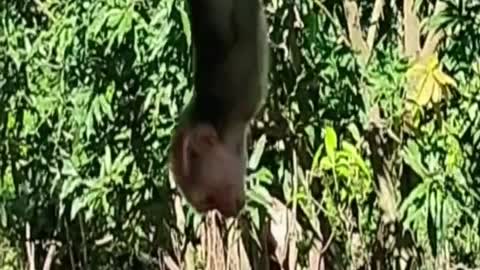 Baby monkey is super good at climbing trees