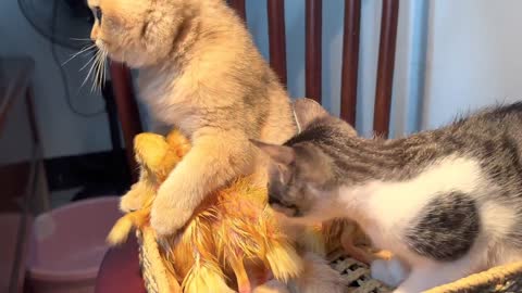 Kitten helps duckling swim and take a bath