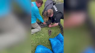 Alligator Scares Woman Police Officer While Being Bound And Gagged and Pulled From Drainage Ditch