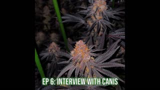 EP 6: Interview with Canis